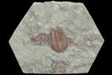 Ordovician Trilobite (Euloma) - Zagora, Morocco #81285-2